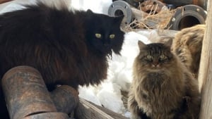 Illustration : "Une association tente de faire annuler l'expulsion de chats vivant sur un campus universitaire"
