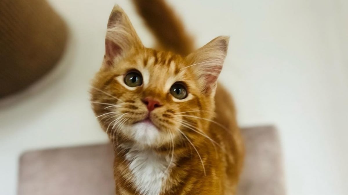 Illustration : "Découvert dans la rue, ce chaton de 4 mois a fait fondre tous les cœurs et trouvé une famille en un temps record !"