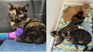 Illustration : Blessé dans un accident de la route, un chaton trouve du réconfort auprès de ses congénères (vidéo)
