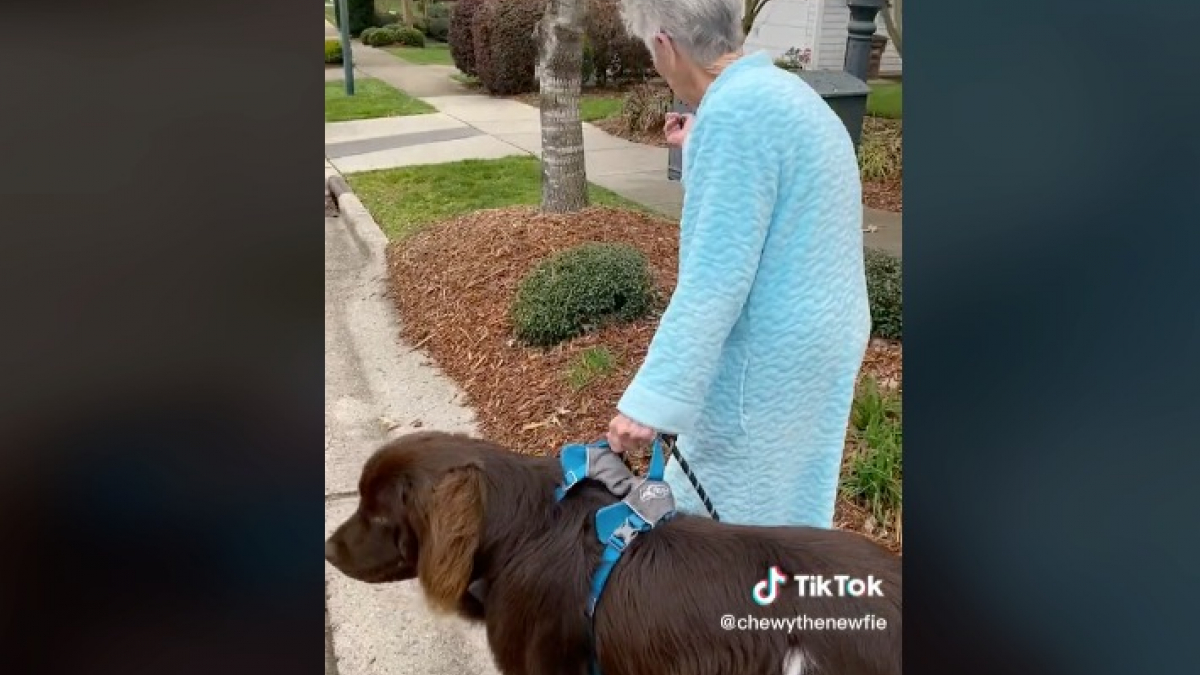 Illustration : "Vidéo : Ce chien adore accompagner sa sœur jusqu’au bus et son arrière-grand-mère jusqu’à la boîte aux lettres"