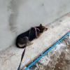 Illustration : Victime d’une cruauté sans nom, une chienne terrifiée par l’être humain tente de retrouver goût à la vie (vidéo) 