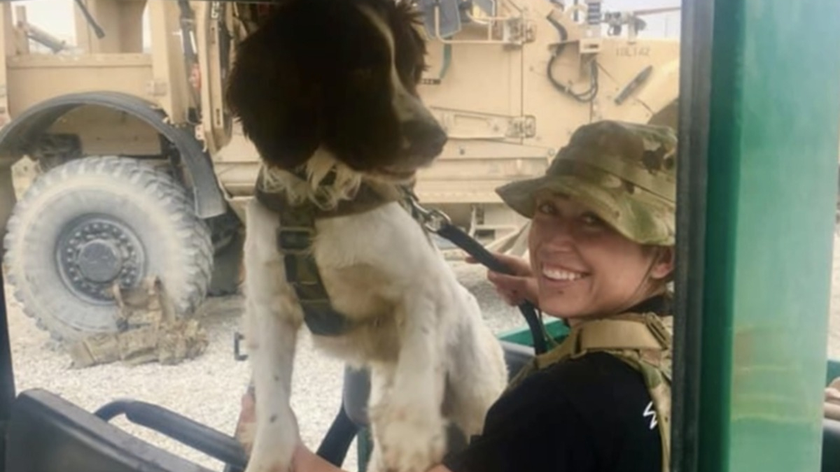 Illustration : "Une militaire et son chien entrevoient l'espoir de se retrouver après de multiples rebondissements"