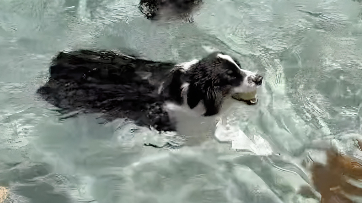 Illustration : "Une chienne s’offre une parenthèse bien méritée en s’invitant dans la piscine de ses voisins (vidéo)"