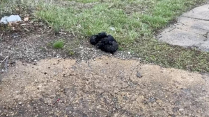 Illustration : Une femme est accablée par une vision déchirante lorsqu’elle découvre un tas de boules de poils près d’une route (vidéo)
