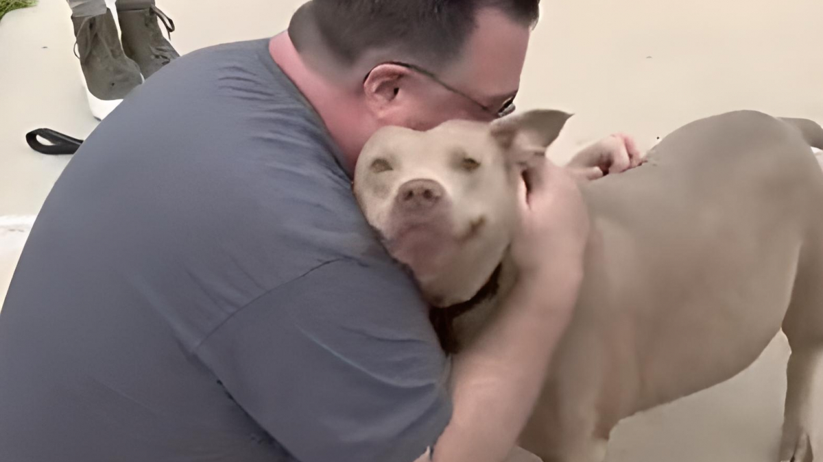 Illustration : "Un homme est envahi par l’émotion lorsqu’il retrouve la chienne dont il avait été contraint de se séparer (vidéo)"