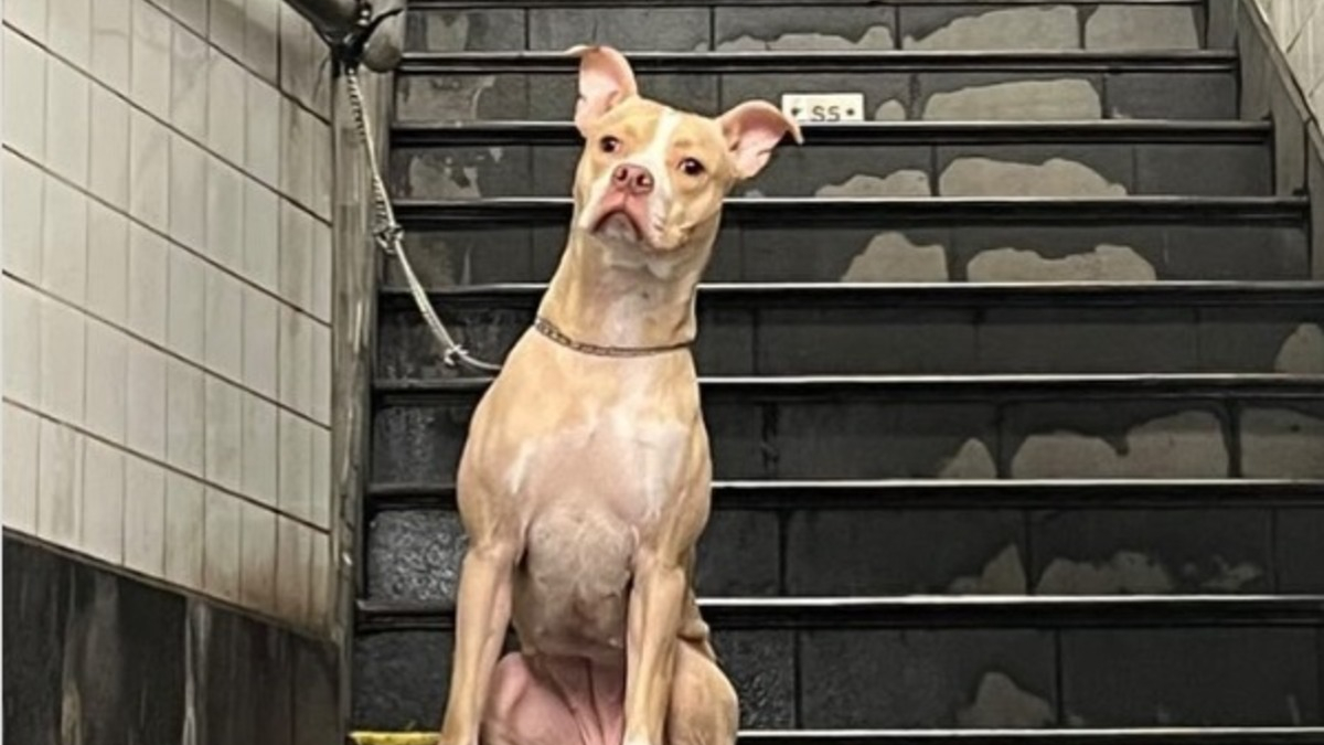 Illustration : "Elle tombe sur la photo d'une chienne abandonnée dans une station de métro et décide d'aller la voir"
