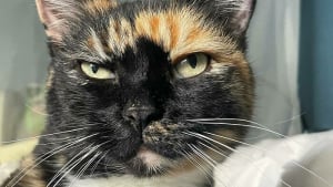 Illustration : "20 photos de chats aux motifs et couleurs de pelage exceptionnels"