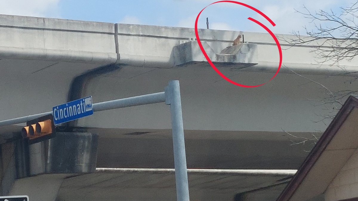 Illustration : "Un chat perdu depuis des jours se retrouve bloqué au bord d'un pont et attend une fin heureuse"