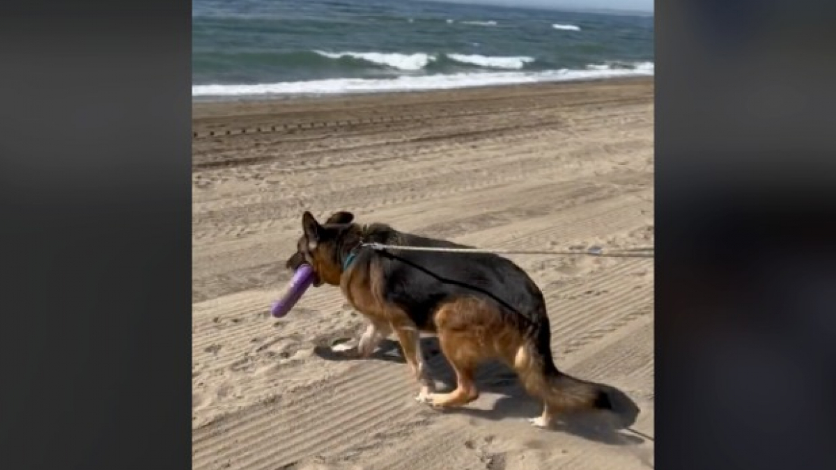 Illustration : "Vidéo : Une femme emmène un chien de refuge âgé passer une merveilleuse journée à la plage"