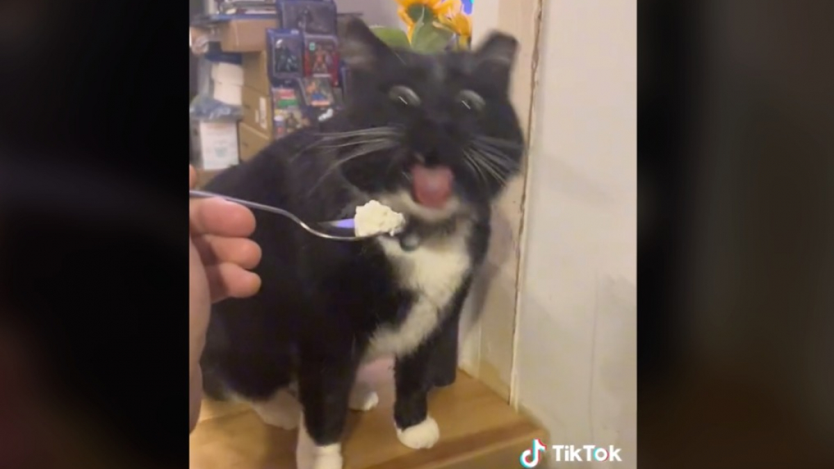 Illustration : "Vidéo : Ce chat est écœuré par le cottage cheese et sa réaction quand on lui en présente est hilarante !"