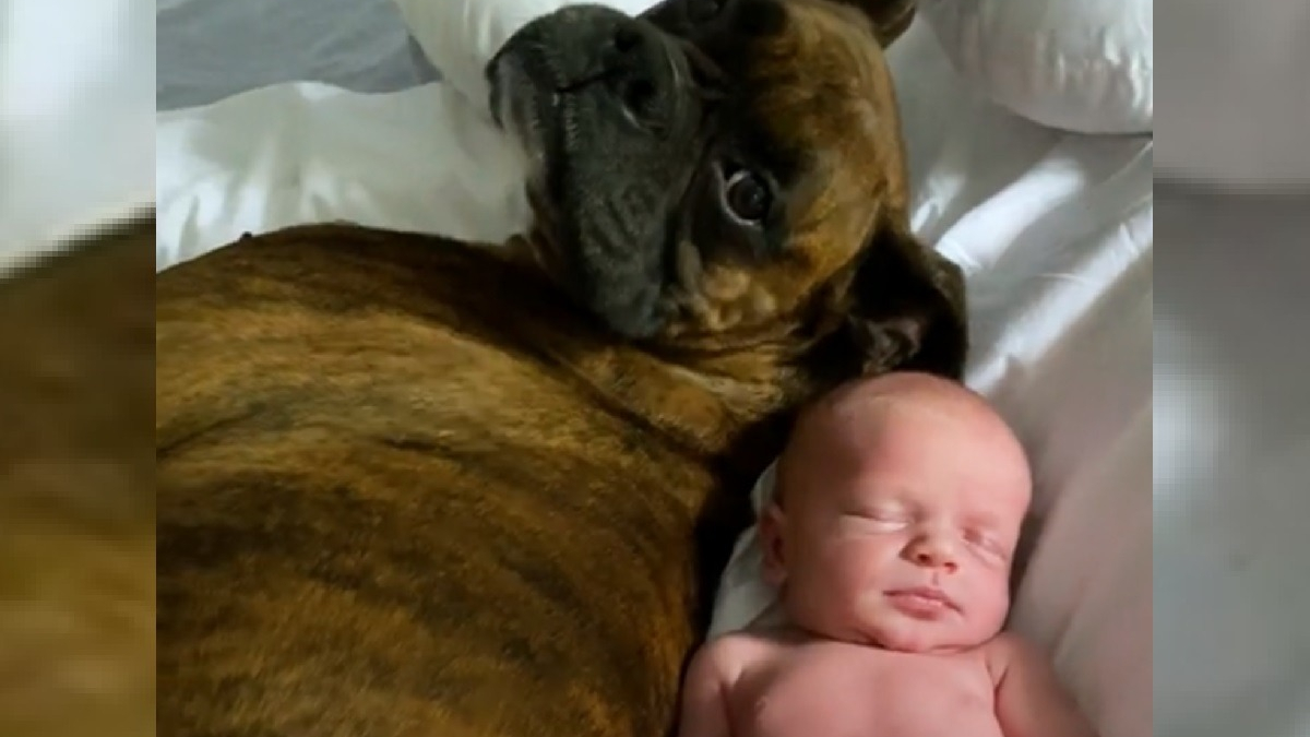 Illustration : "L'attitude émouvante d'un Boxer se mettant en mode grand frère dès qu'il rencontre le dernier né de la famille (vidéo)"