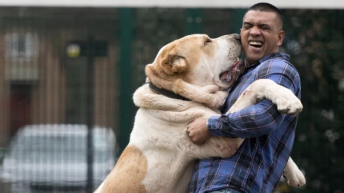 Illustration : "Un maître se confie au sujet de son chien : « Il est si grand que les gens le confondent avec un lion ! »"