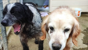 Illustration : Sauvés d’une vie chaotique, ces 2 chiens séniors recherchent une famille qui leur offrira une retraite pleine d’amour et de sérénité