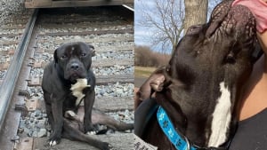 Illustration : "Les bonnes nouvelles s'enchaînent pour Lucky, chien découvert paralysé sur une voie ferrée"