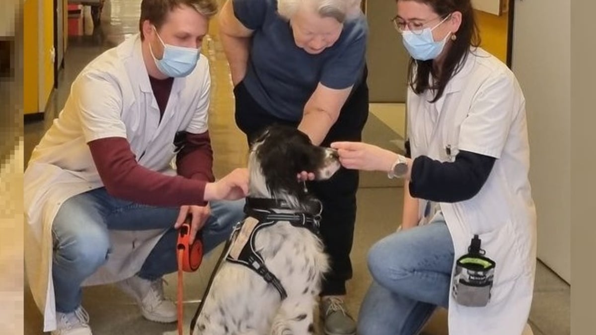 Illustration : "Adopté à la SPA et devenu chien de médiation, Snoopy arpente les couloirs de l'hôpital pour soutenir le moral des patients"