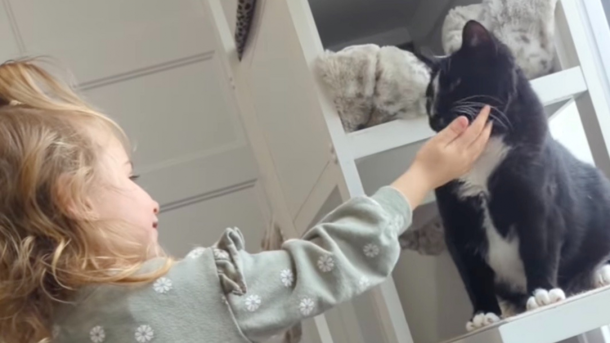Illustration : "Entravé par sa timidité, un chat accepte les caresses pour la première fois et offre une scène émouvante sur les réseaux sociaux (vidéo)"