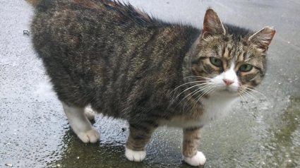 Illustration : Éprouvé par une vie dans la rue, un chat apprend timidement à savourer les plaisirs de la vie d’intérieur (vidéo)