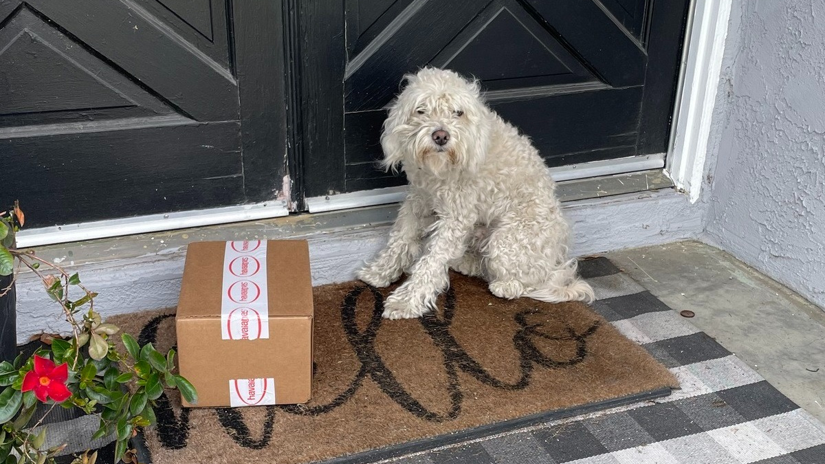 Illustration : "Un chien errant choisit une maison au hasard et s'assied devant sa porte en espérant qu'on lui tende la main"