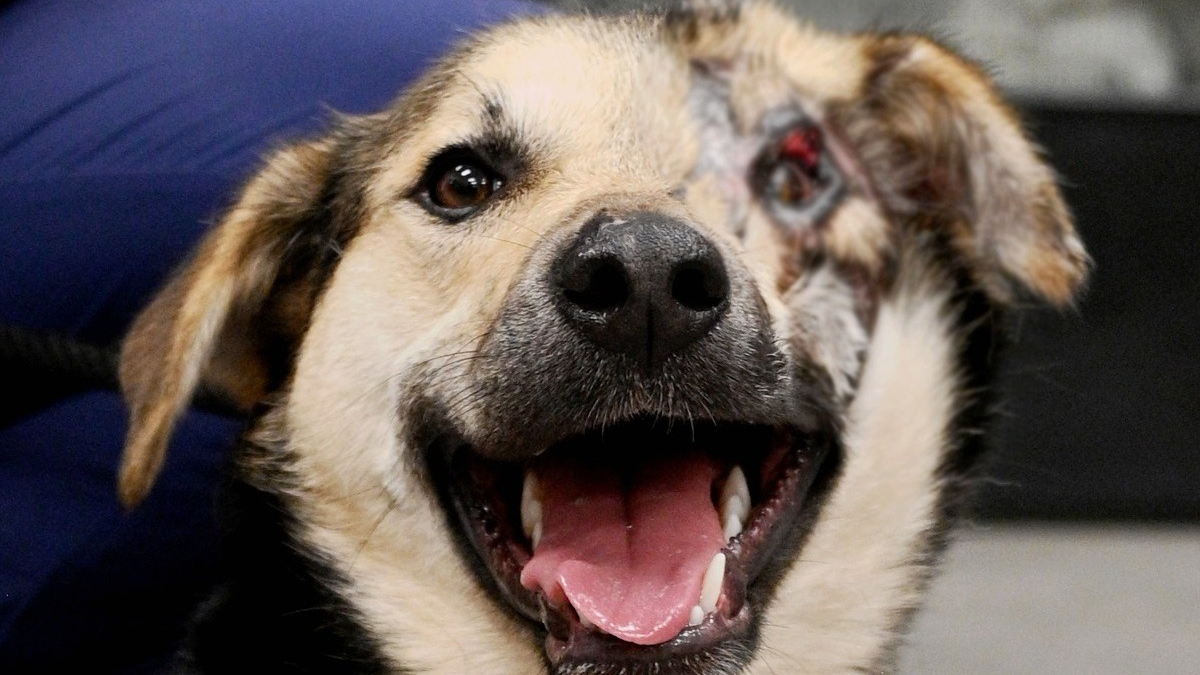 Illustration : "Victime d'une attaque à l'acide, un chien se voit offrir un nouveau départ et une opération à 12 000 km de chez lui"