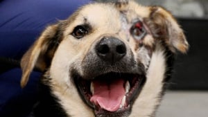 Illustration : "Victime d'une attaque à l'acide, un chien se voit offrir un nouveau départ et une opération à 12 000 km de chez lui"