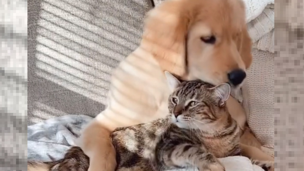 Illustration : "Une vidéo émouvante raconte la sublime amitié unissant un Golden Retriever et une chatte"