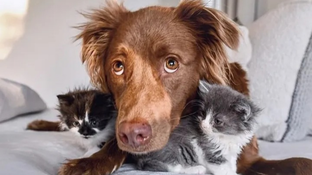 Illustration : "Sauvée de la rue, cette chatte peut compter sur les chiens de sa famille d’accueil pour prendre soin de ses chatons"