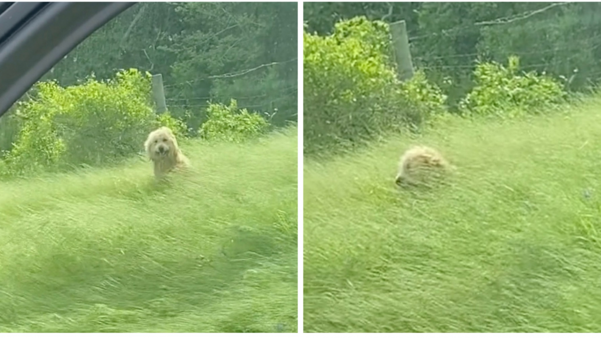 Illustration : "Caché au milieu des hautes herbes, un chien victime d’une blessure peine à être sauvé (vidéo)"