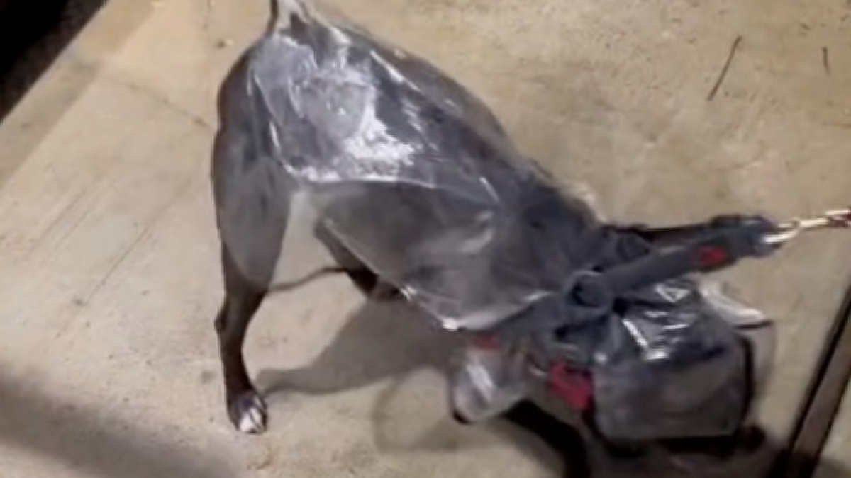 Illustration : "Une chienne refuse de sortir par temps de pluie, et fait tout un drame lorsqu’elle reçoit une goutte d’eau sur la tête (vidéo)"