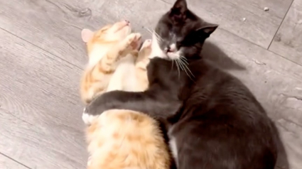 Illustration : 2 chats atteints de handicaps forment une alliance soudée et décident de ne plus jamais se séparer (vidéo)