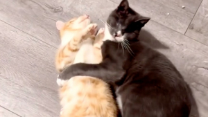 Illustration : 2 chats atteints de handicaps forment une alliance soudée et décident de ne plus jamais se séparer (vidéo)