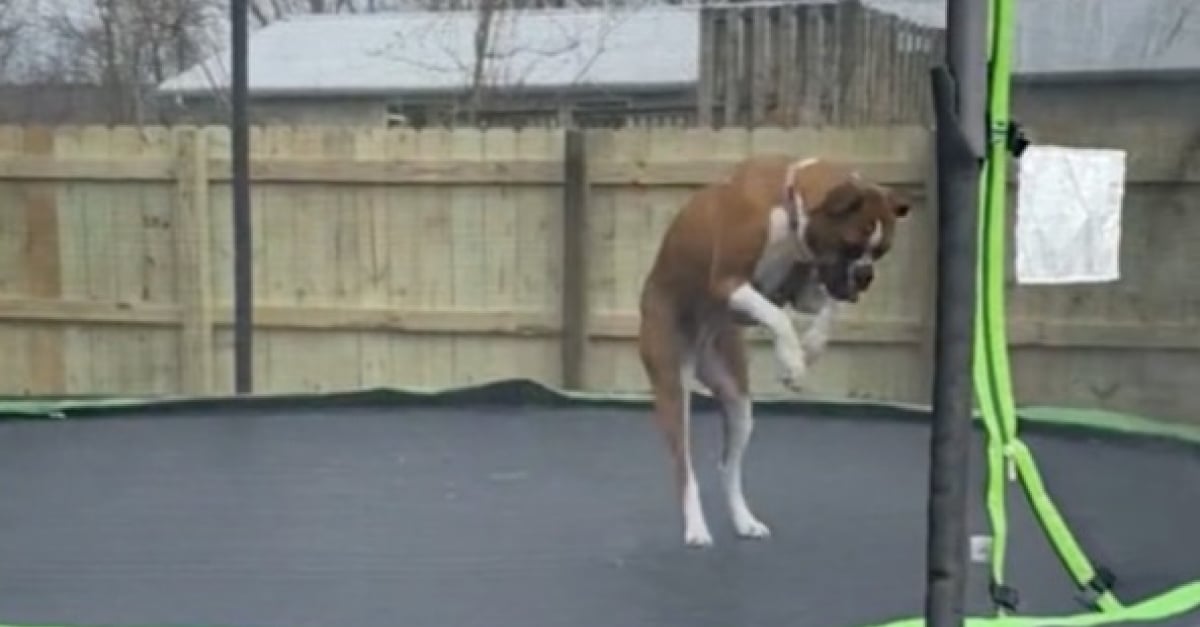 Ce Boxer passe le meilleur moment de sa journée en sautant sur un