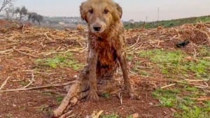 Illustration : "Un chien paralysé et secouru après les séismes en Syrie redécouvre le bonheur de jouer avec ses congénères"