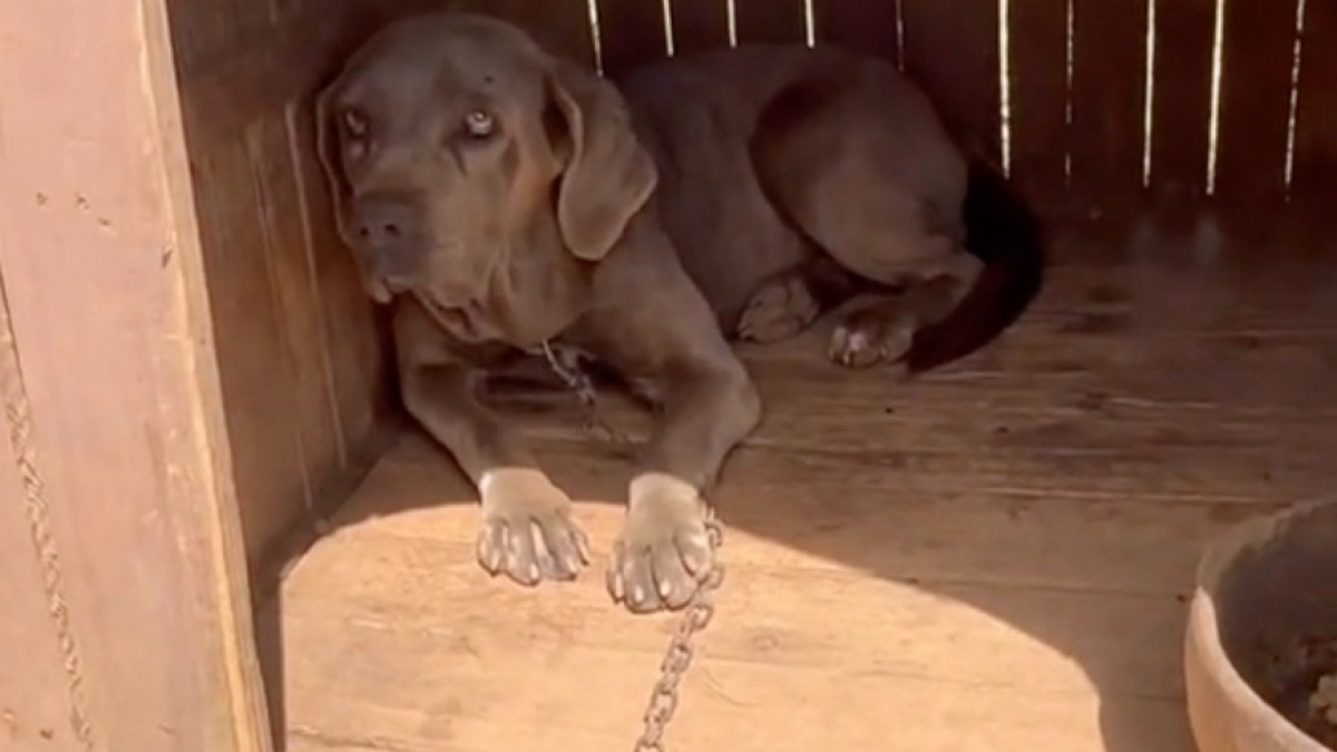 Illustration : "Enchaînée pendant 3 ans dans une niche, une chienne endeuillée attend inlassablement d’être sauvée de la misère (vidéo)"