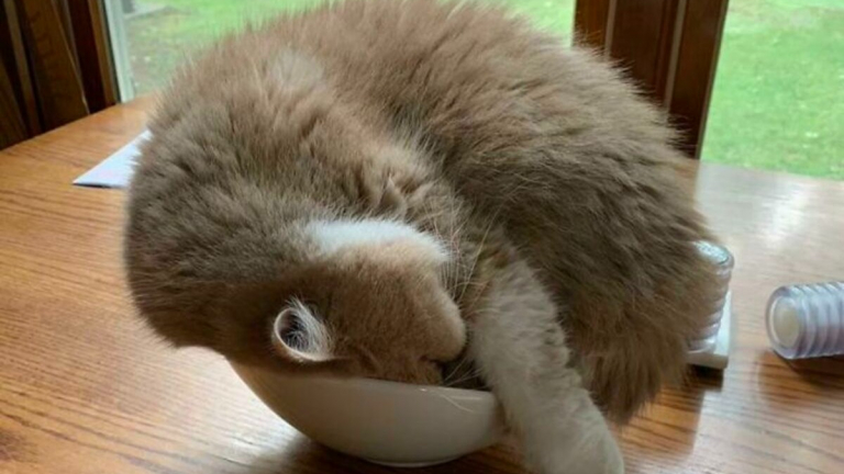 20 photos hilarantes de chats ayant décidé de ne rien faire dans les normes