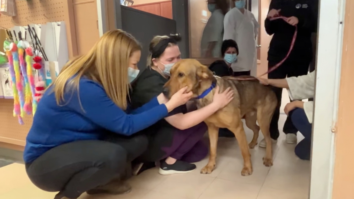 Illustration : "Après avoir passé des mois en refuge, ce chien embrasse chacun des bénévoles pour leur dire au revoir (vidéo)"