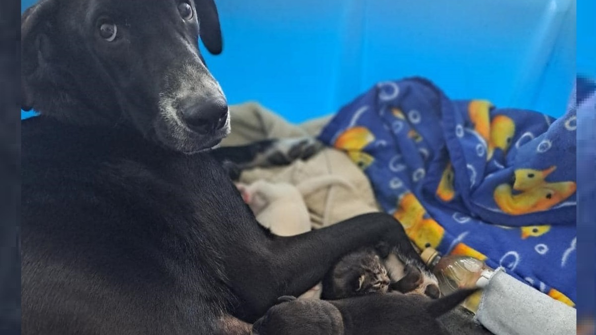 Illustration : "En entendant des miaulements dans la pièce voisine, une chienne venant d'accoucher décide d'agrandir sa famille"