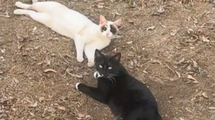 Illustration : Son chat ramène une amoureuse à la maison, et refuse de la laisser partir (vidéo)