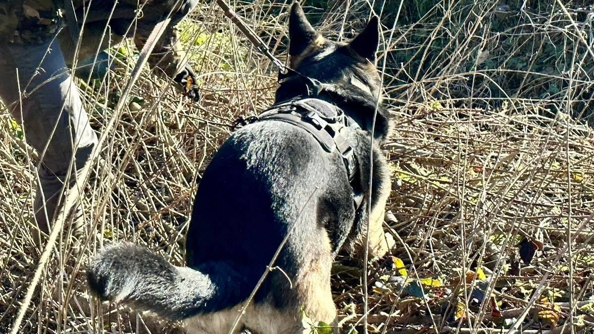 Illustration : "Pour retrouver à temps et sauver des renardeaux orphelins, le chien de recherche constituait l'ultime espoir"