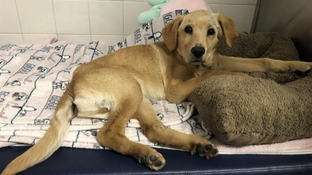 Illustration : "Un chiot de 4 mois, battu et jeté sous un pont, tente de se reconstruire après avoir vécu d’atroces souffrances"