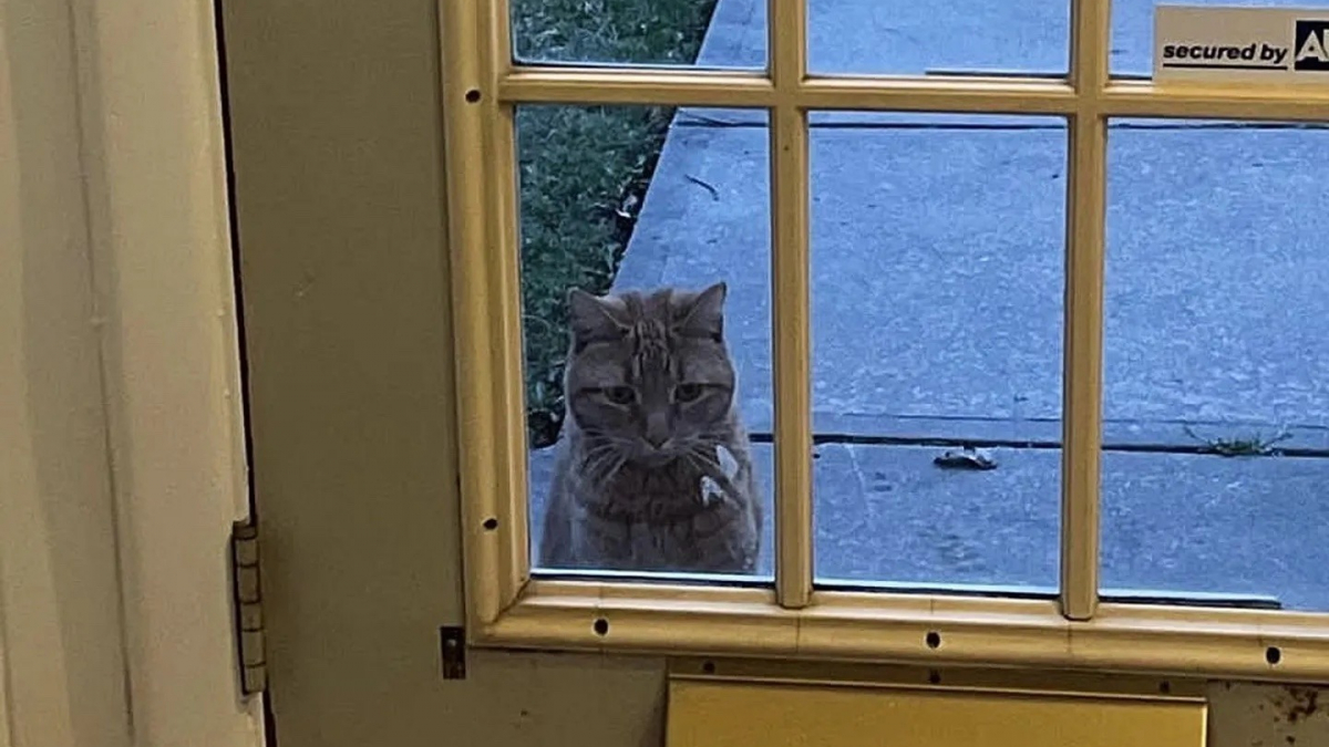 Illustration : "Lassé de vivre dans la rue, un chat polydactyle rôde près d’une maison dans l’espoir d’y trouver un foyer accueillant (vidéo)"