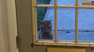 Illustration : Lassé de vivre dans la rue, un chat polydactyle rôde près d’une maison dans l’espoir d’y trouver un foyer accueillant (vidéo)