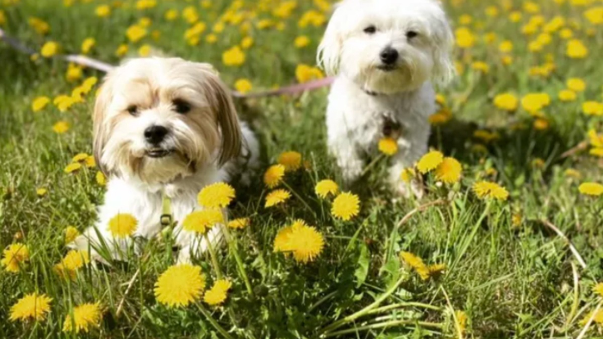 Illustration : "15 photos de chiens envoûtés par les délicates senteurs des fleurs qui les entourent"