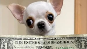 Illustration : "Qui est Pearl, le plus petit chien du monde entré au Livre Guinness des records ?"