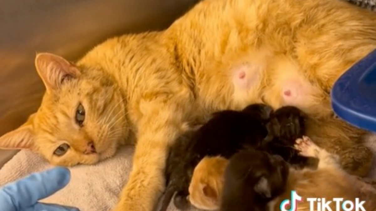 Illustration : "Cette chatte accepte immédiatement d’allaiter des bébés orphelins et dans le besoin (vidéo)"