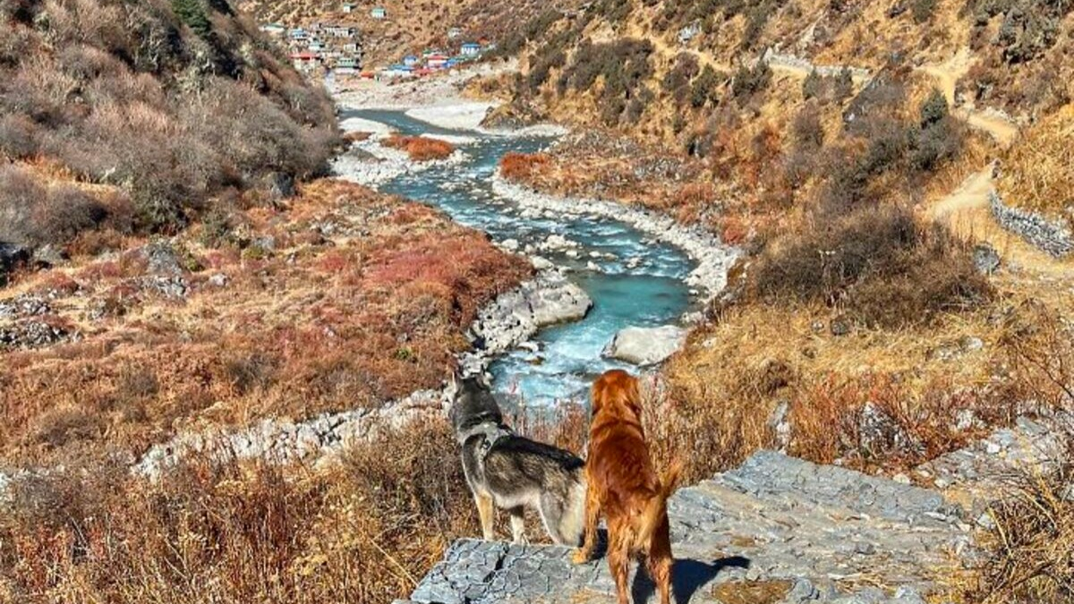 Illustration : "20 superbes photos de la virée d'un duo de chiens sur l'un des plus beaux sites naturels du Népal"