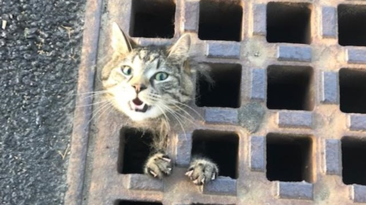 Illustration : "Un chat s'étant coincé la tête dans une plaque d'égout attendait désespérément qu'on le sorte de ce mauvais pas"