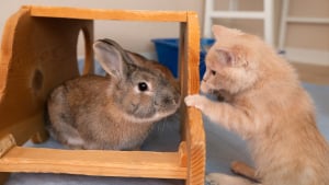 Illustration : Un chaton, atteint d’un trouble neurologique, apprend à remarcher à l’aide de ses amis lapins