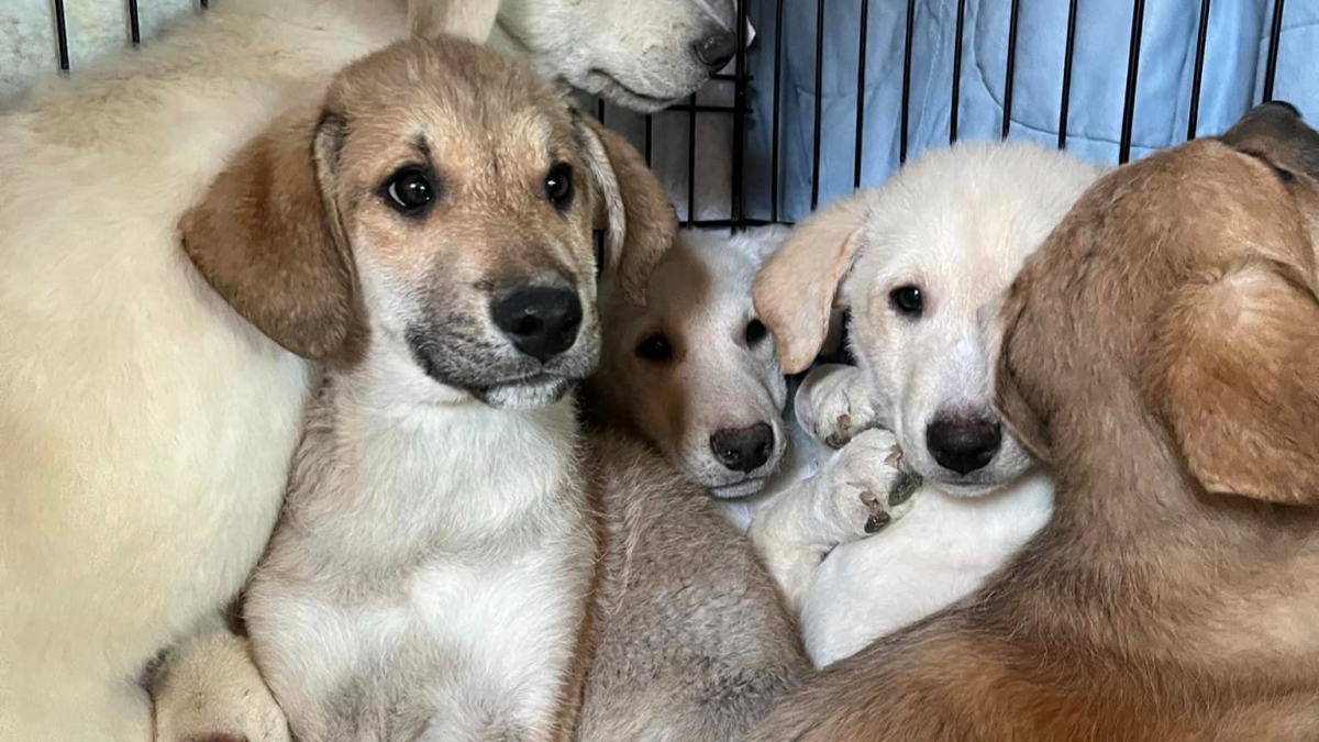 Illustration : "11 chiots ont été retrouvés enfermés dans le sous-sol d’une maison abandonnée (vidéo)"