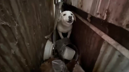 Illustration : Une chienne terrifiée rend son sauvetage difficile en aboyant de toutes ses forces pour repousser ses bienfaiteurs (vidéo)