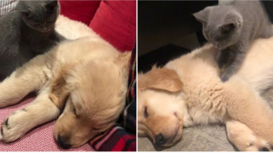 Illustration : Un chat offre une scène pleine de tendresse en massant son ami canin, des millions d’internautes en sont séduits (vidéo)